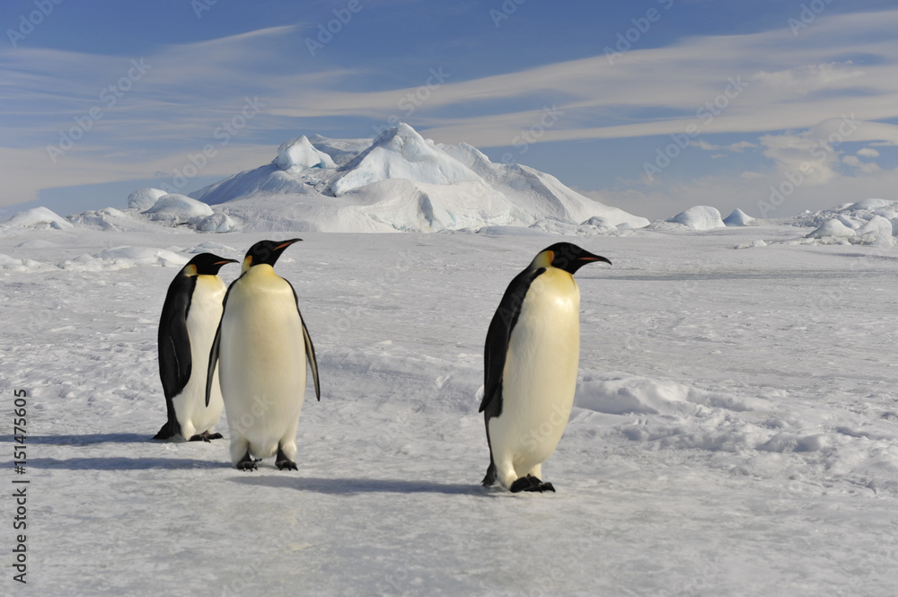 Emperor Penguin on the snow