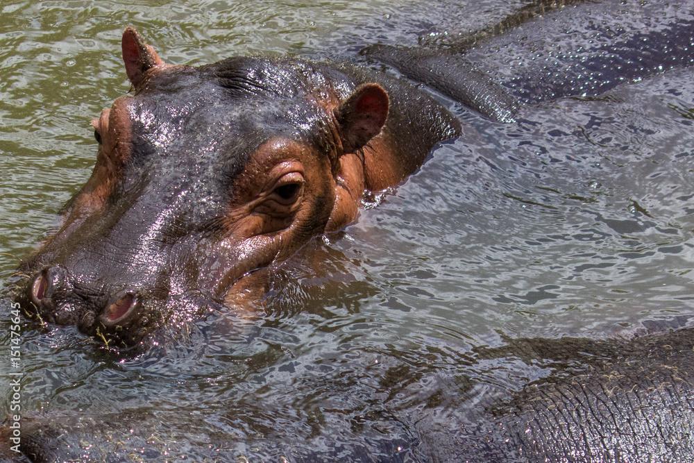 Fototapeta premium hippo in water
