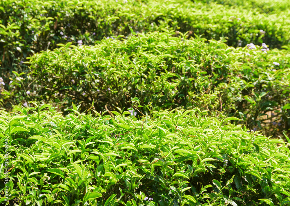 Beautiful bright green tea bushes at tea plantation Beautiful bright green tea bushes at tea plantation
