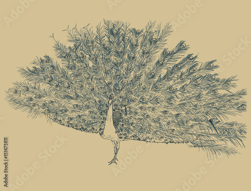 peacock , sketch vector.