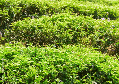 Beautiful bright green tea bushes at tea plantation