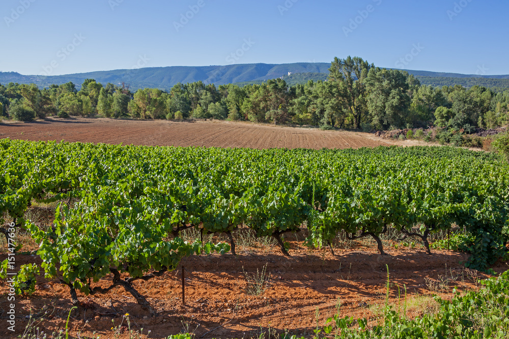 Rows of green of grapevine on the brown ground on the mountains background at summertime in the vineyards of region Provence, France