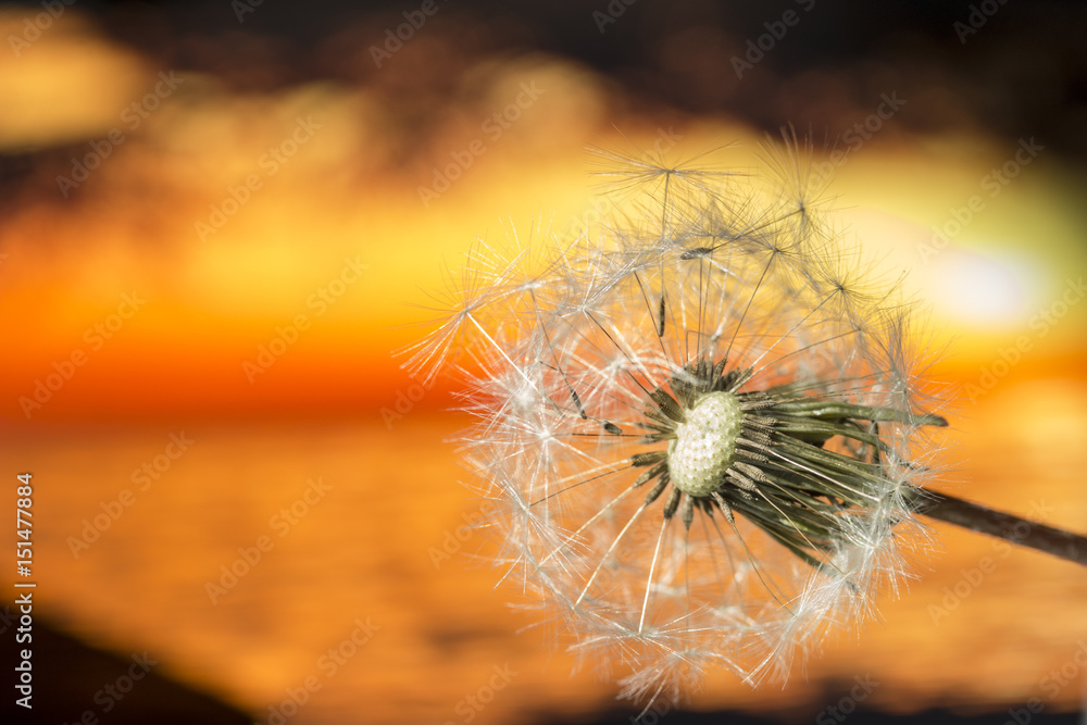 Dandelion seed on a blurry background