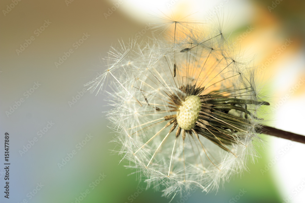 Dandelion seed on a blurry background