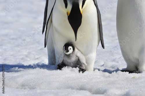 Emperor Penguins with chick