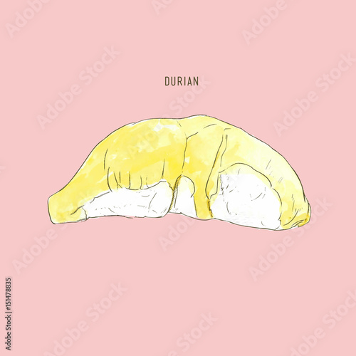 durian vector , water color sketch.