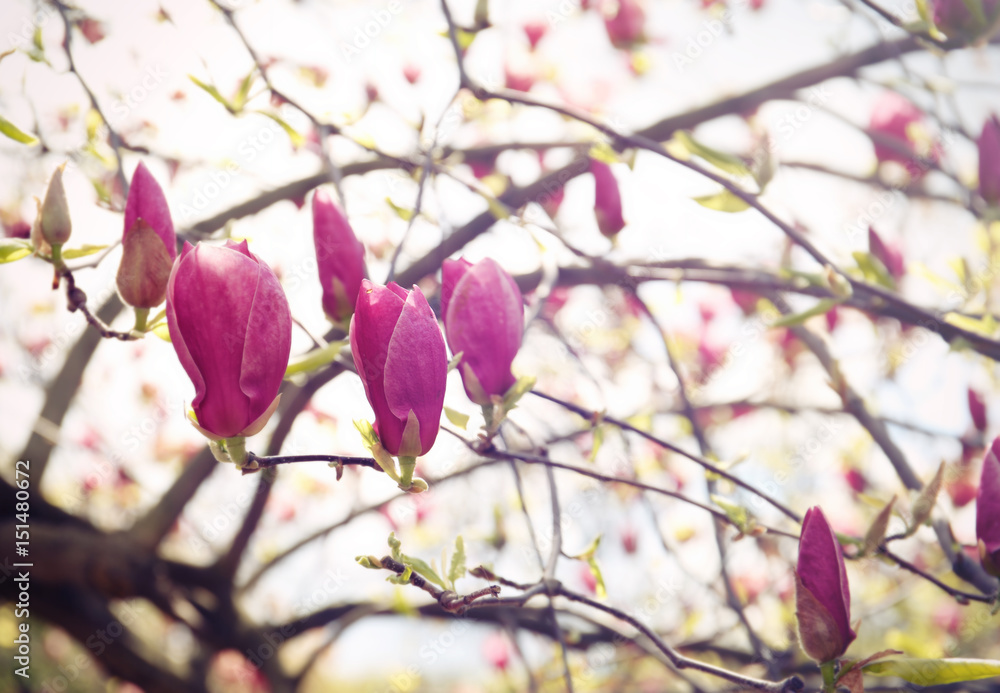Branches with beautiful magnolia tree buds on blurred background Branches with beautiful magnolia tree buds on blurred background