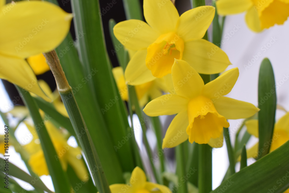 Obraz premium Frühling