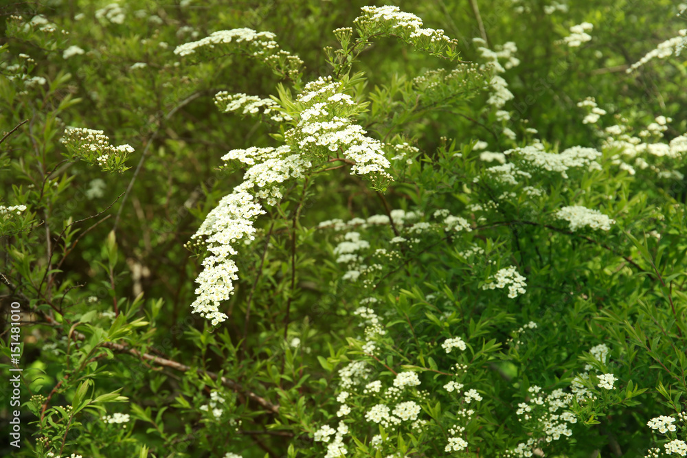 Green bushes with beautiful white flowers in garden Green bushes with beautiful white flowers in garden