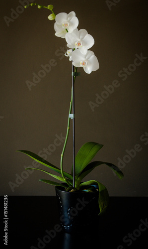 White Orchid on brown dark background