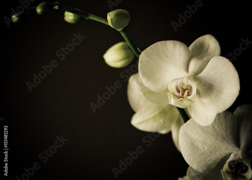 White Orchid on brown dark background
