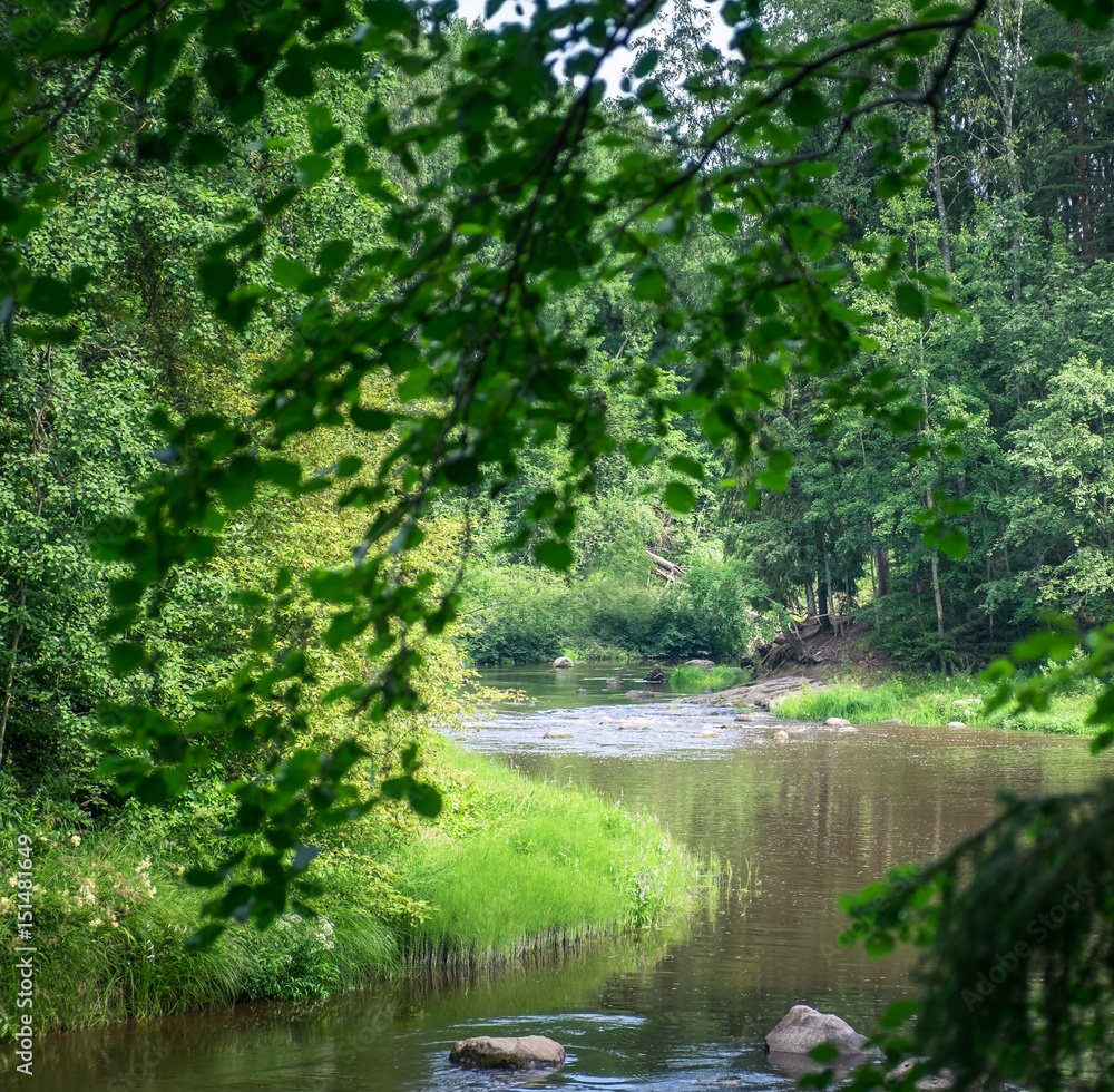 Landscape with river and lush trees at summer time