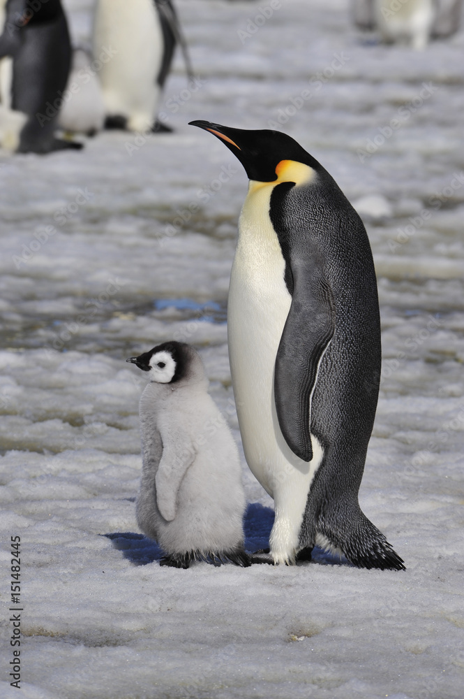 Obraz premium Emperor Penguins with chick