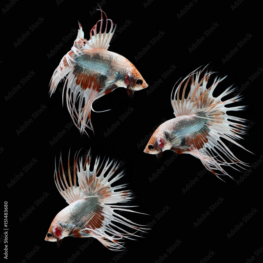 Fototapeta premium Crowntail Betta on black background. Beautiful fish. Swimming flutter tail flutter.