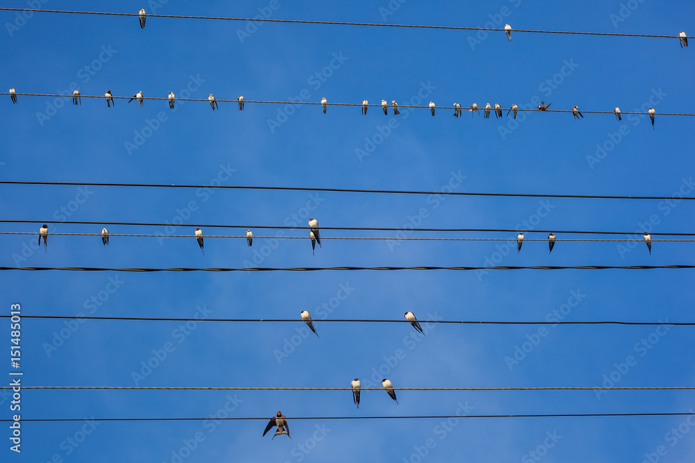 Group of swallows sitting on electric wires Group of swallows sitting on electric wires