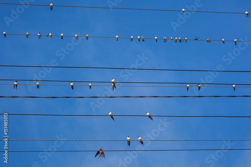 Group of swallows sitting on electric wires