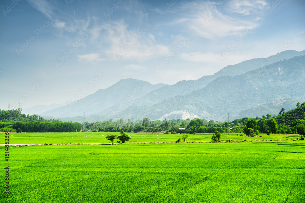 Beautiful bright green rice fields