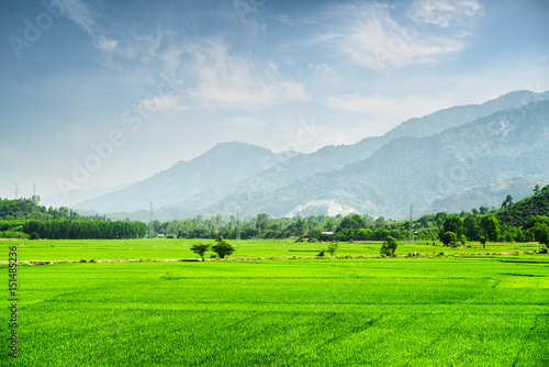 Beautiful bright green rice fields