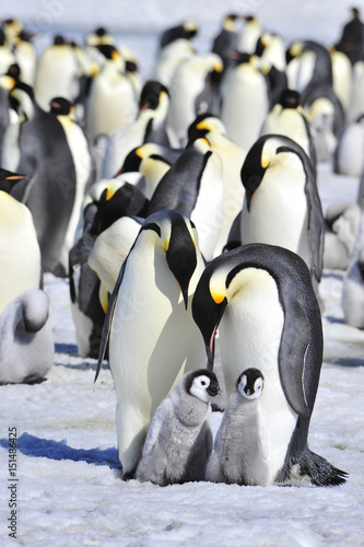 Emperor Penguins with chick