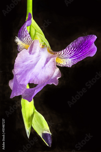 Fototapeta Naklejka Na Ścianę i Meble -  Iris flower isolated on black background
