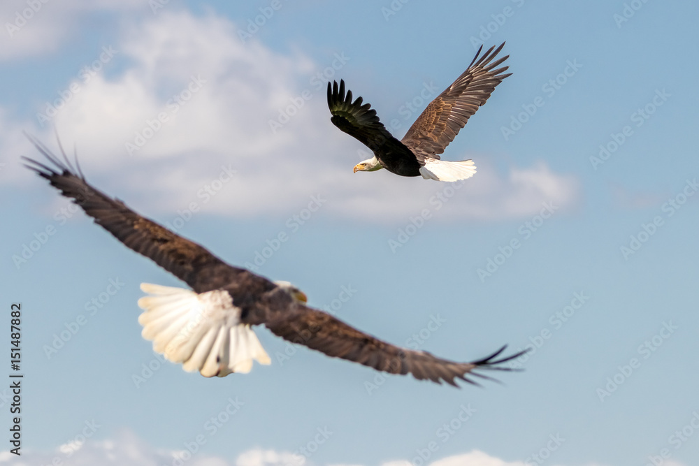 Naklejka premium Bald Eagles in Flight