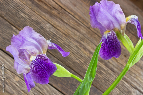 Fototapeta Naklejka Na Ścianę i Meble -  Iris flowers on old wooden background