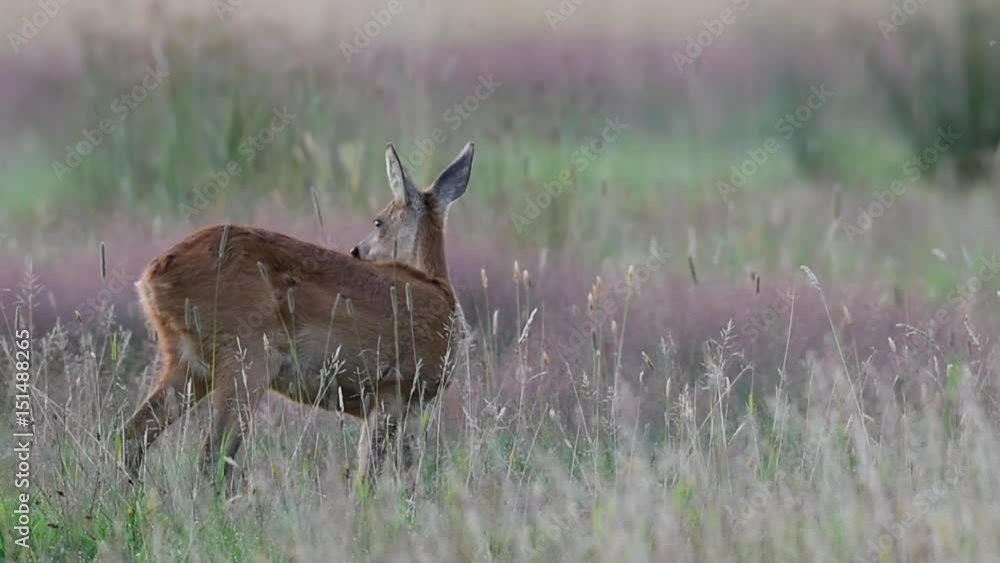 Reh wachsam auf Sommer Wiese Reh wachsam auf Sommer Wiese