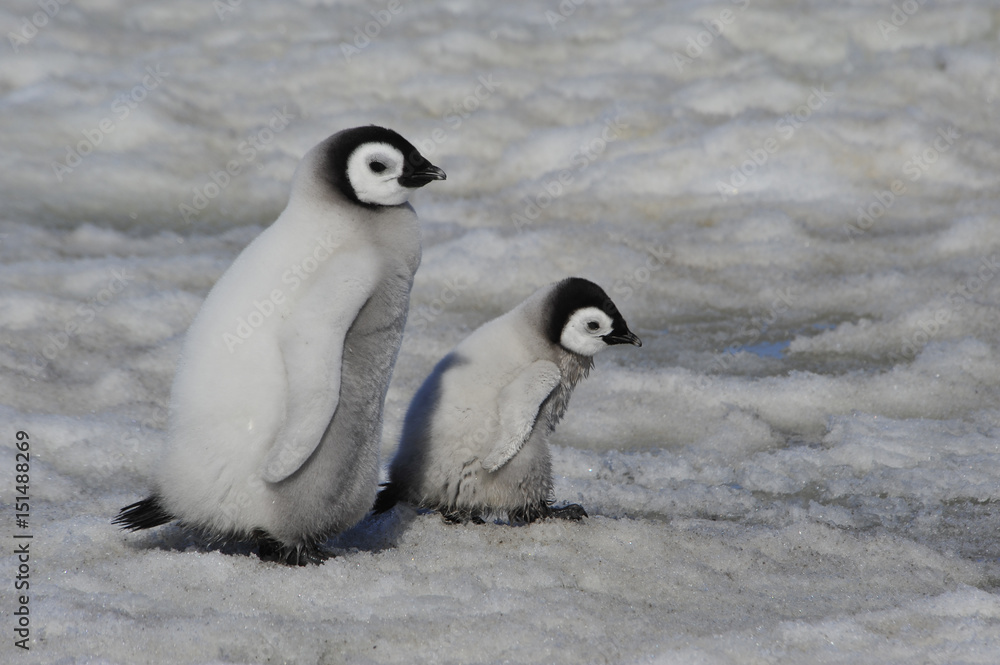 Fototapeta premium Emperor Penguin chicks in Antarctica