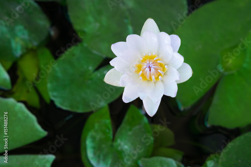 White Lotus