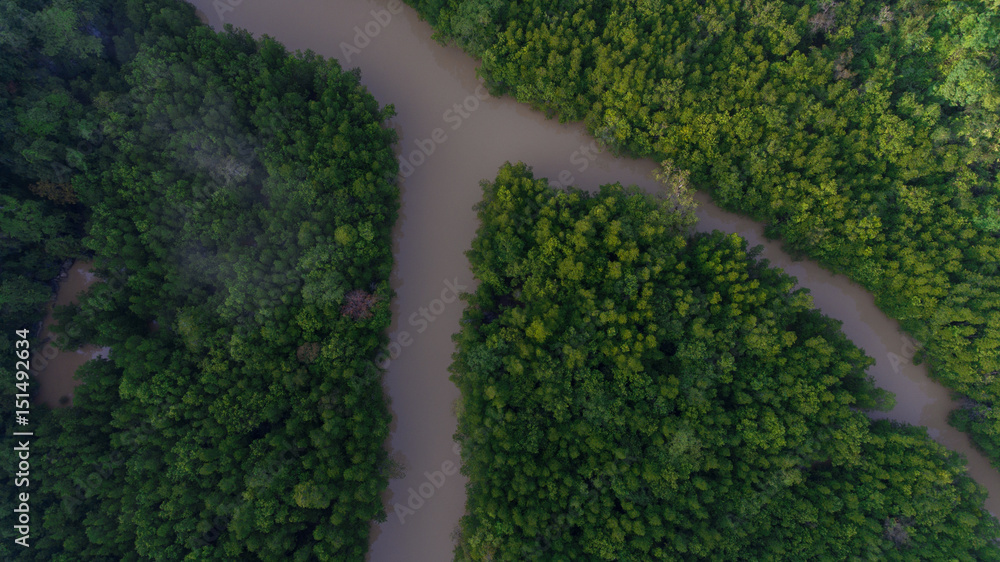 Aerial view of mangrove forest and river