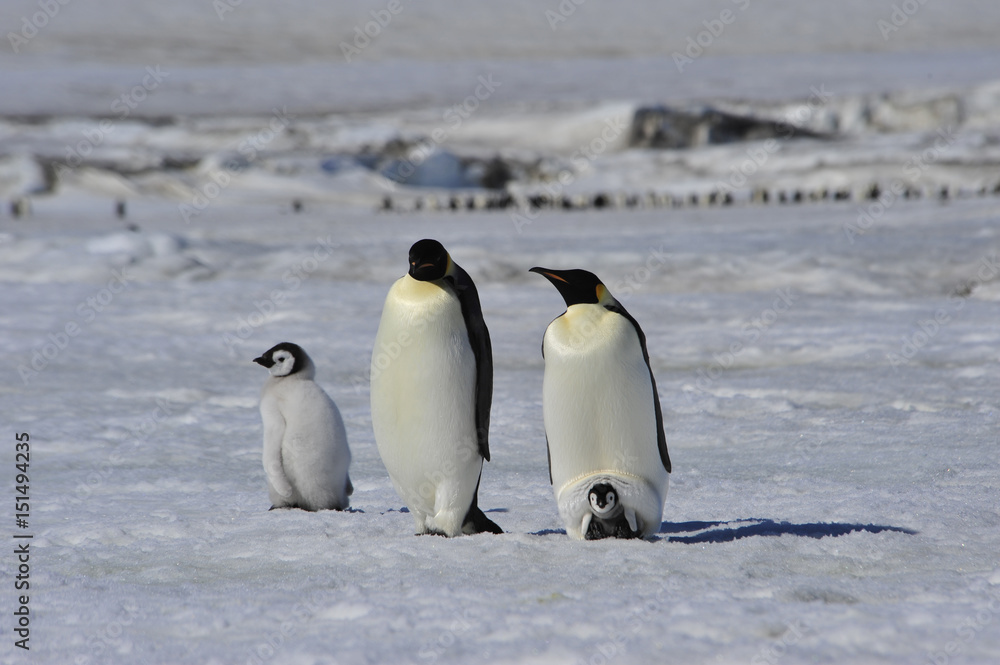 Obraz premium Emperor Penguins with chicks