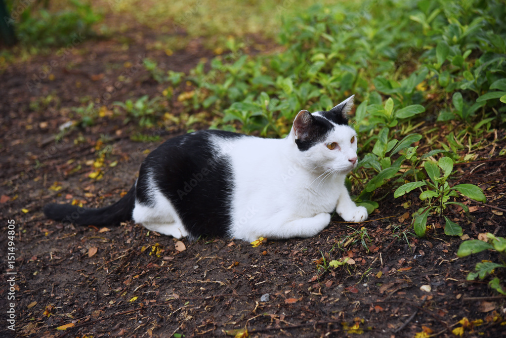 the black and white cat is sitting on a park