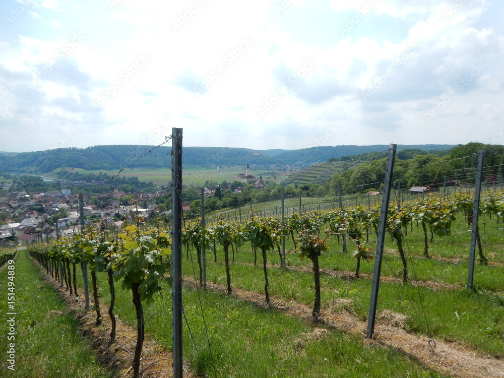 Weinberge bei Gundelsheim Weinberge bei Gundelsheim