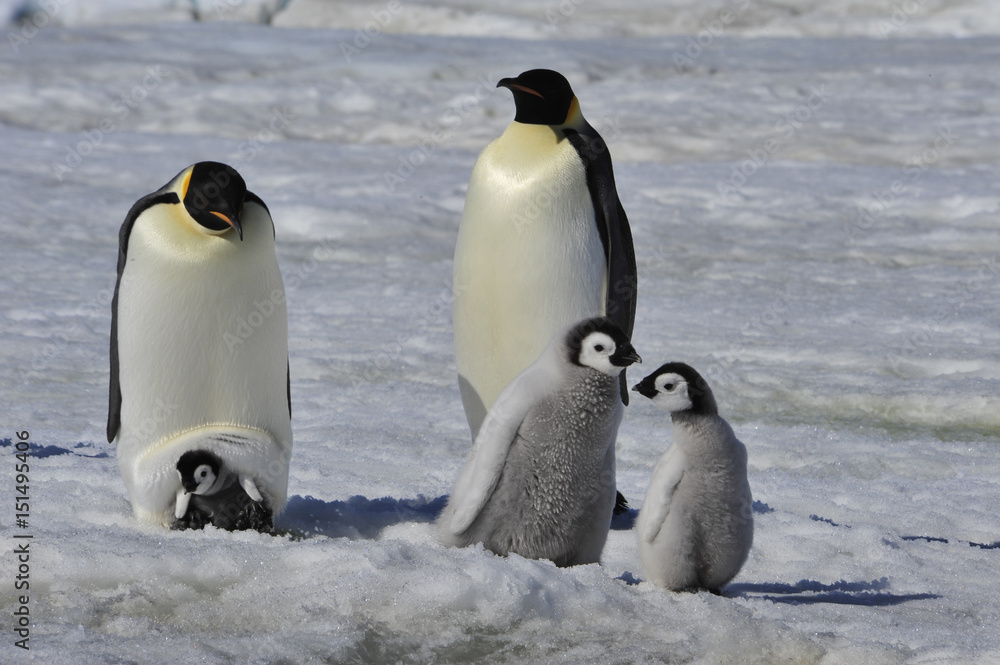 Fototapeta premium Emperor Penguins with chicks