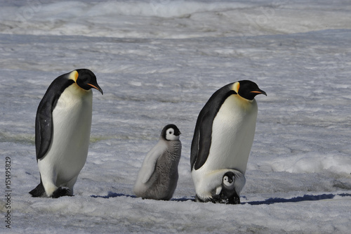 Emperor Penguins with chicks