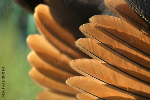 Feathers from peacock