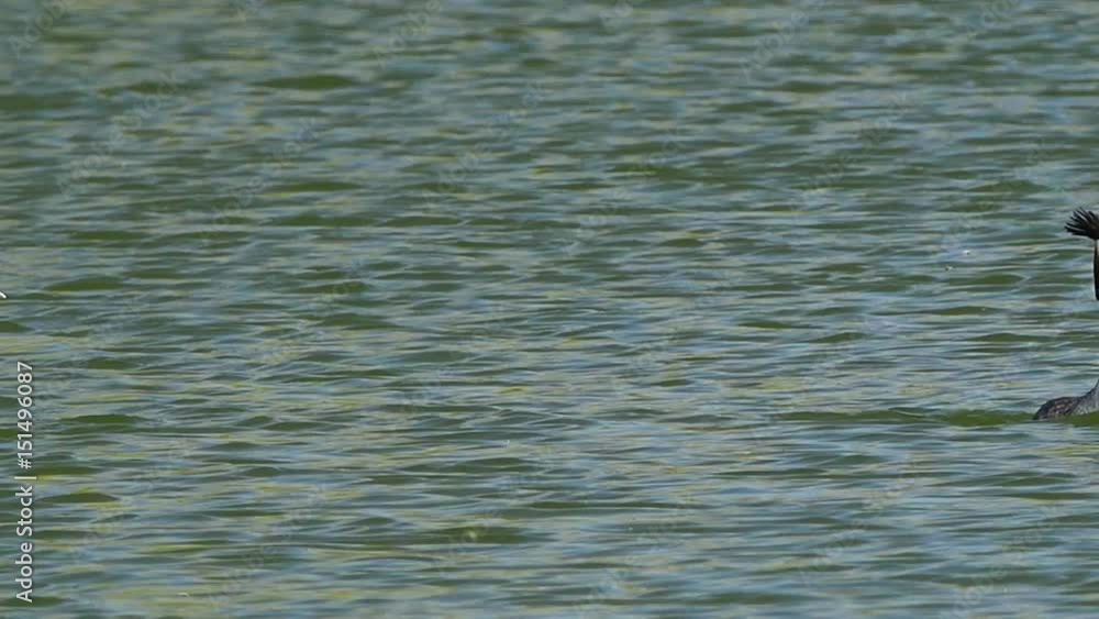 Great Crested Grebe(Podiceps cristatus) Great Crested Grebe(Podiceps cristatus)