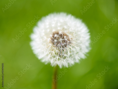 Withered dandelion in the grass in spring