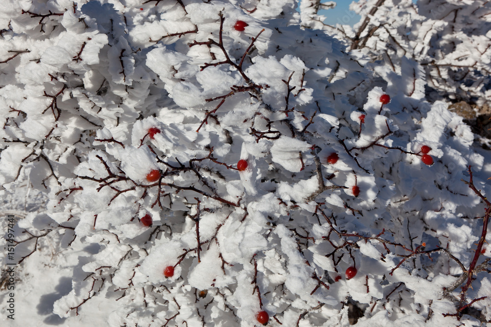 'Reds on white': Snow covered dogrose bush in the mountains of Crimea 'Reds on white': Snow covered dogrose bush in the mountains of Crimea