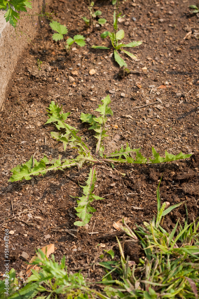 Grass And Weed Dandelion Growing On Ground In Garden. Struggle Weeds. Grass And Weed Dandelion Growing On Ground In Garden. Struggle Weeds.