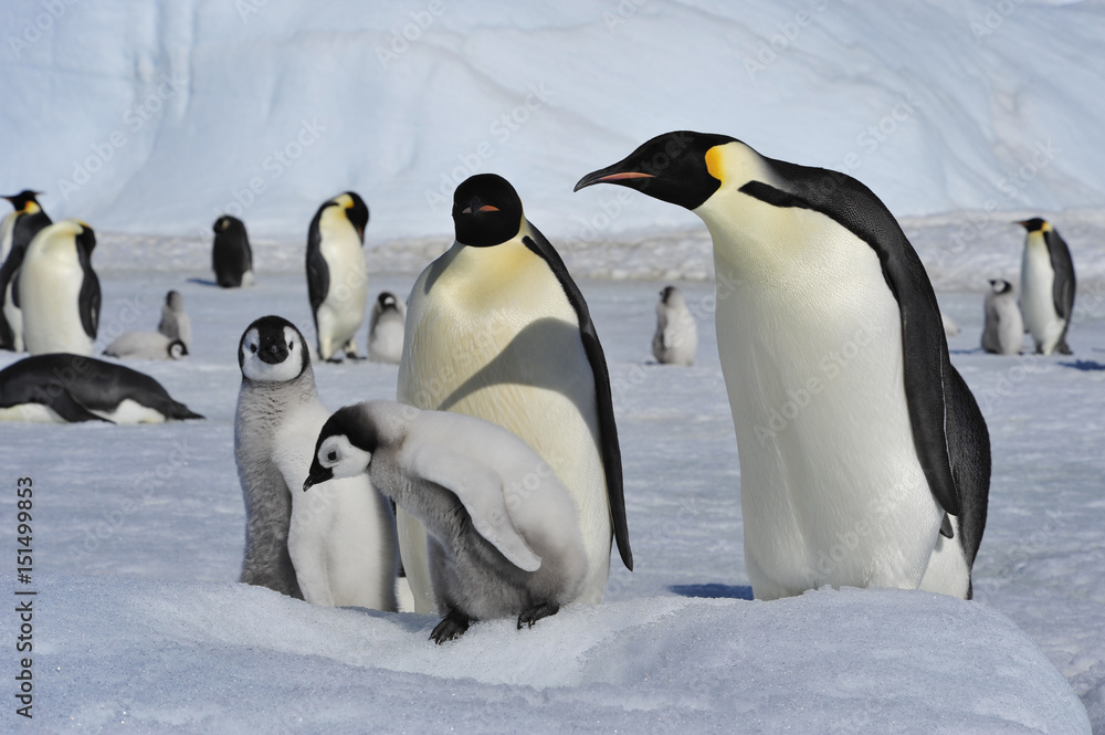 Fototapeta premium Emperor Penguins with chicks