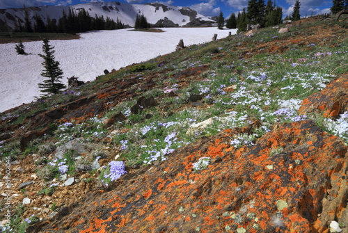 Alpine meadows in Wyoming