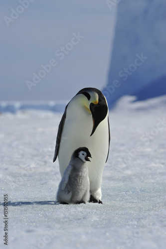 Emperor Penguin with chick