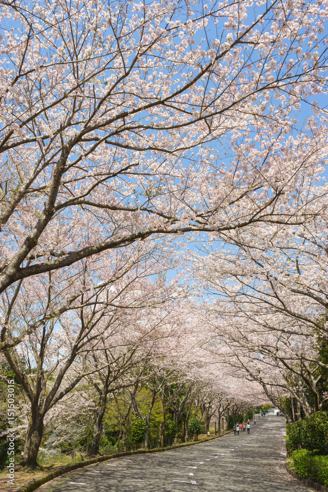 愛鷹広域公園の桜並木