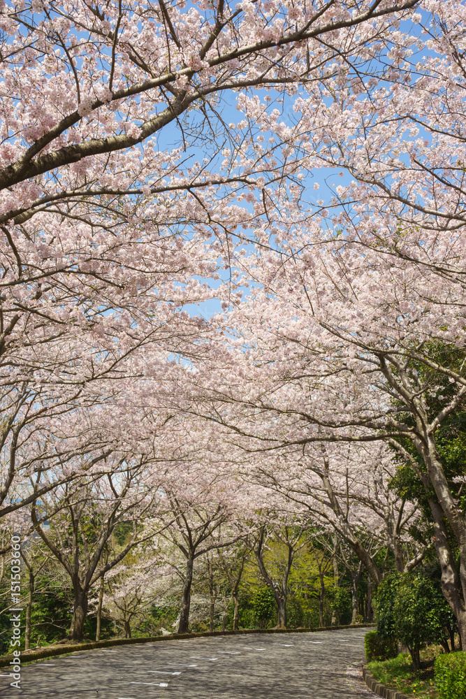 愛鷹広域公園の桜並木