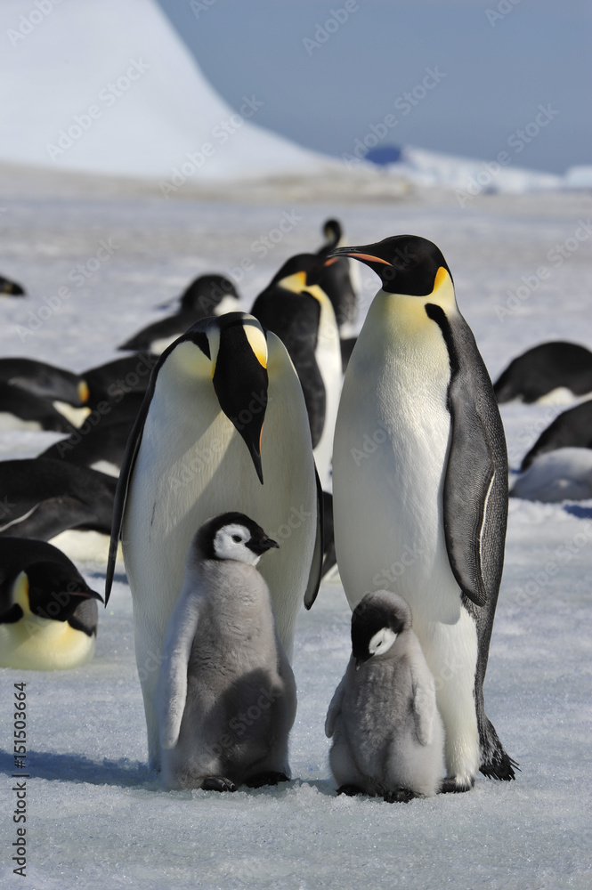 Obraz premium Emperor Penguins with chicks