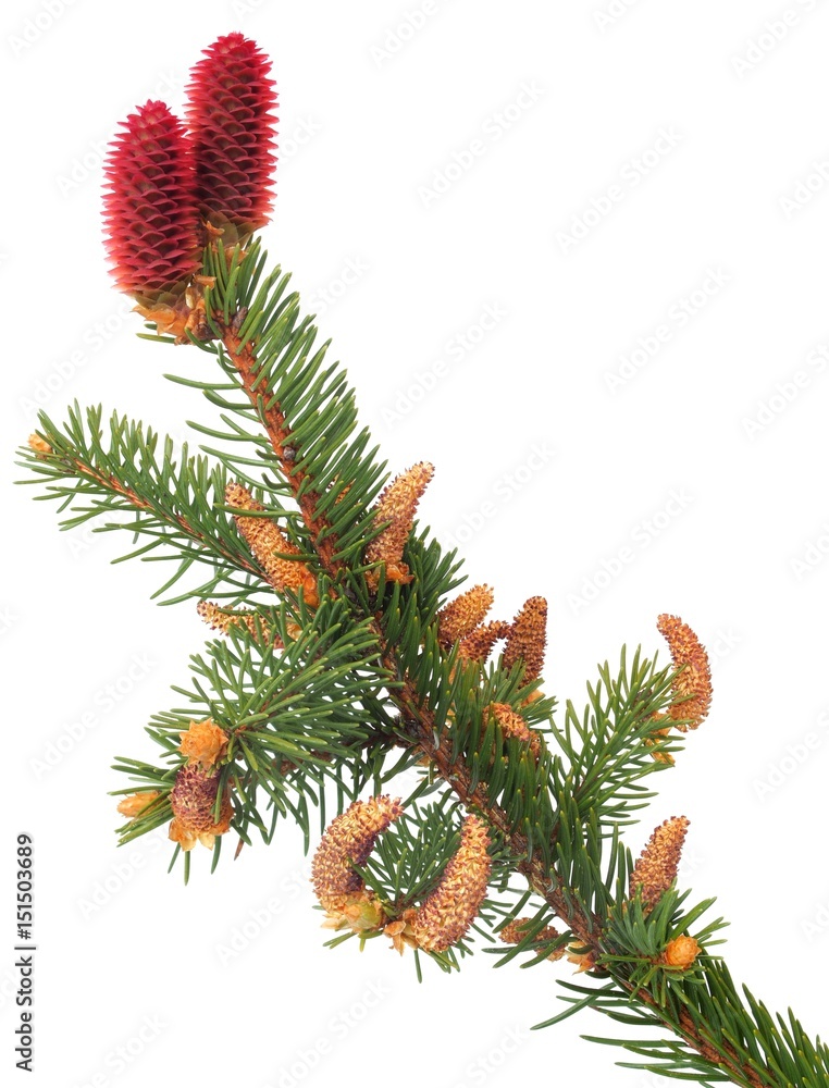 Branch of Norway spruce