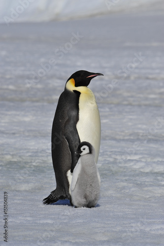 Emperor Penguin with chick