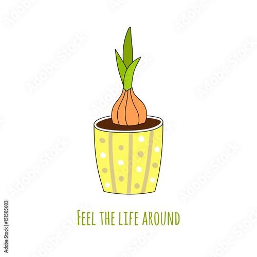 Bulbous houseplant in a hand-drawn style. Vector illustration.