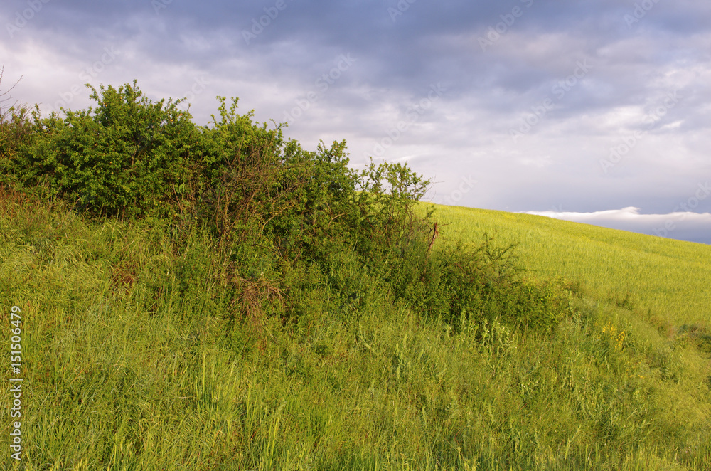 Fototapeta premium Paesaggi di colline al tramonto in una giornata nuvolosa. Crete Senesi, Toscana, Italia
